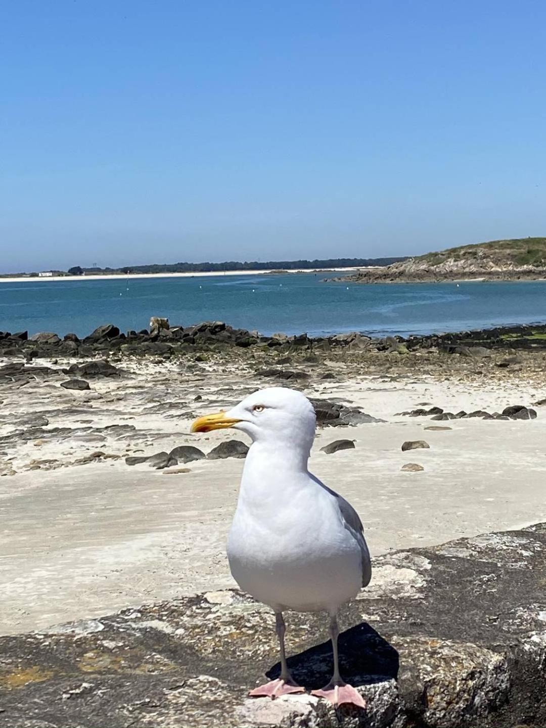 Confortable Studio, Wifi, Parking, Proche Plage Carnac Buitenkant foto